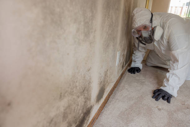 Barneveld, WI Mold Removal Services Company